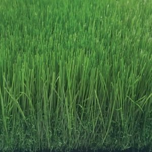 tekgrass 60GG