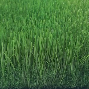 Tekgrass 60GG